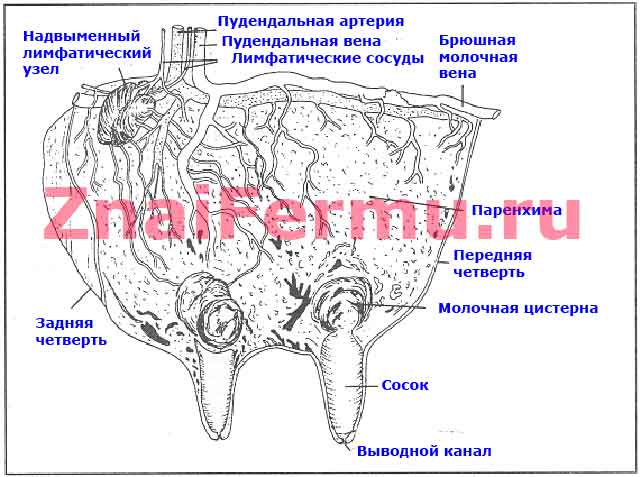 Схема строения вымени