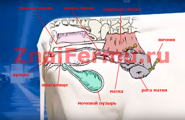 Строение репродуктивной системы коровы