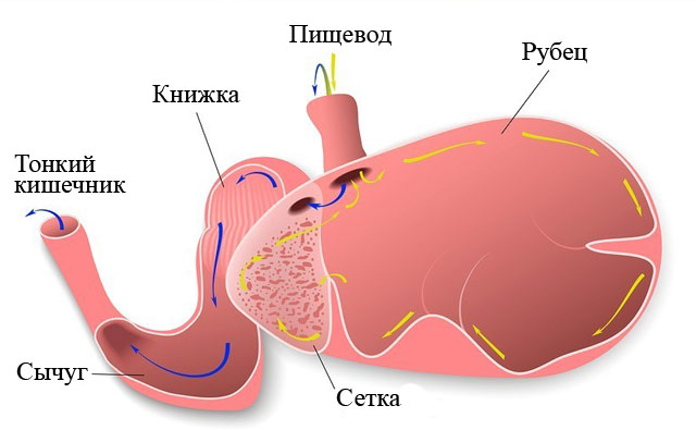 Устройство желудка
