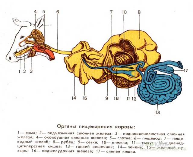 Схема пищеварения