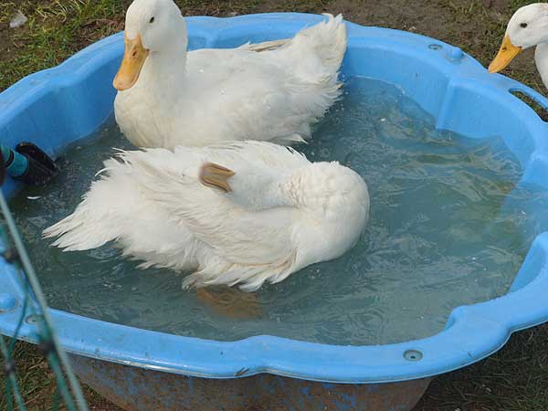 Любят купаться