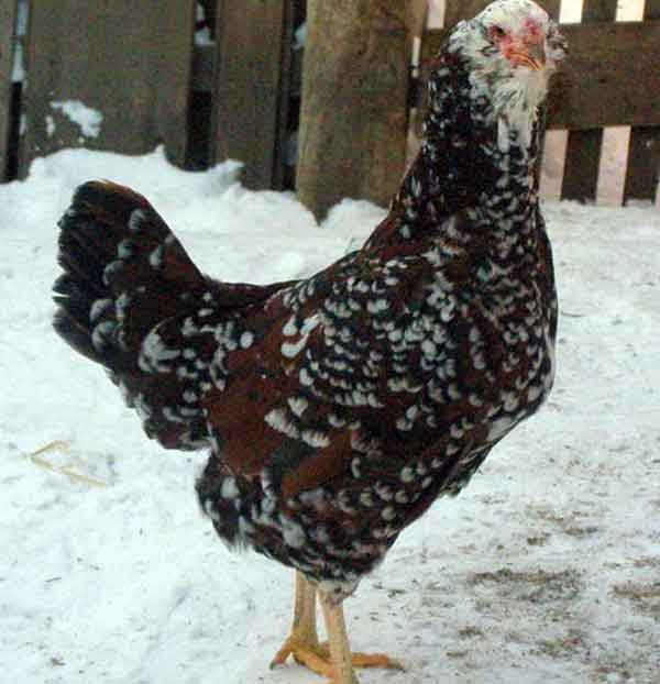 Универсальный вид