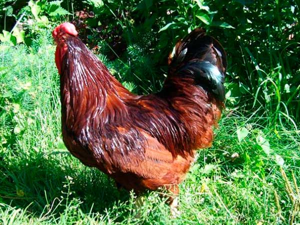 На мясо выращивают обычно только петушков