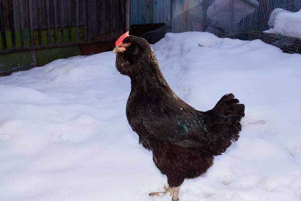 Внешний вид