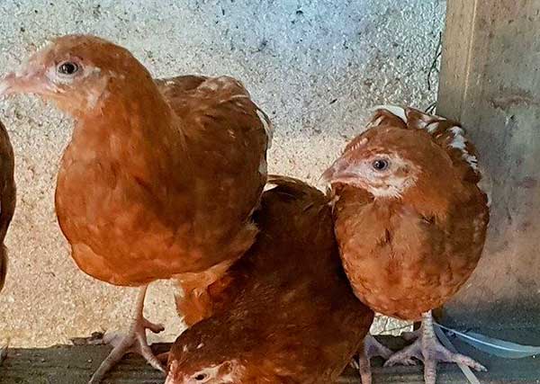 Важны добавки к корму: соль и гравий