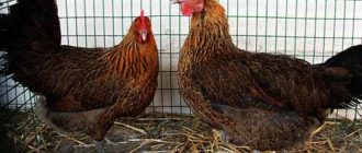 Отличаются высокой продуктивностью
