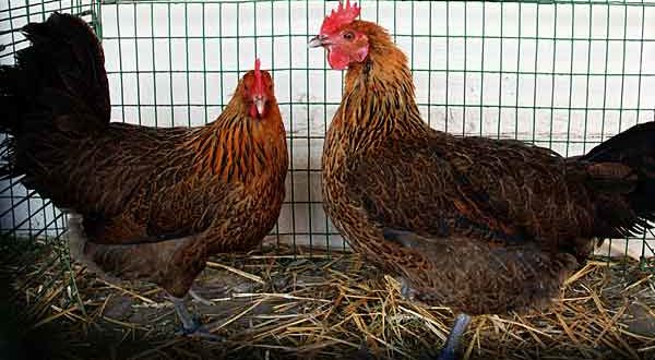 Отличаются высокой продуктивностью