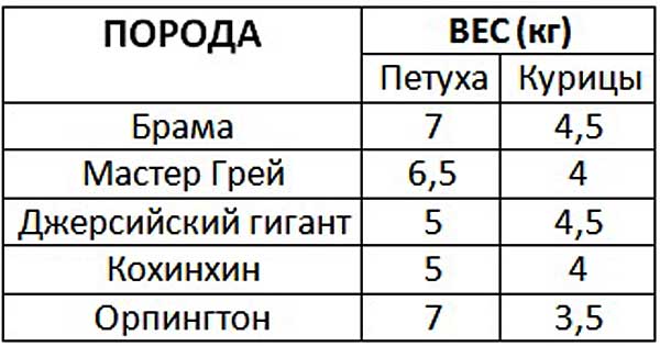 Таблица веса распространенных пород кур
