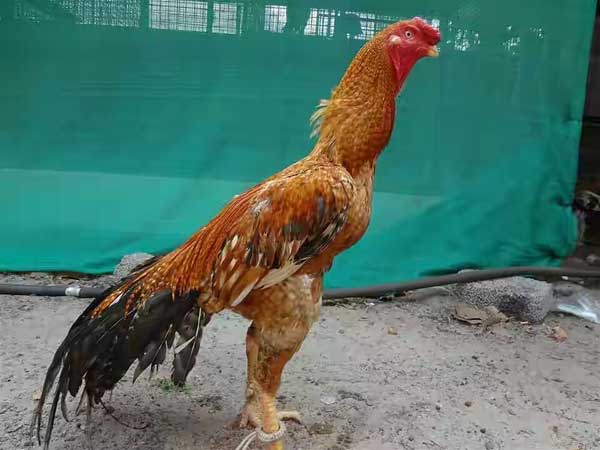 Кормят 3 раза в сутки