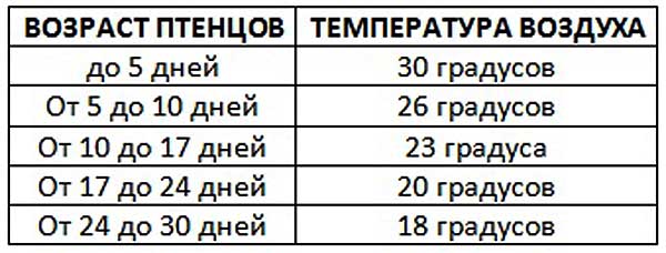Комфортная температура для кур этой породы