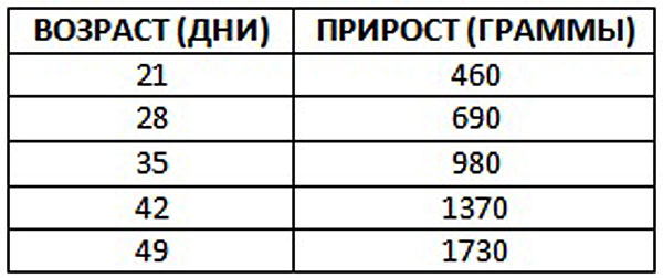 Прибавление веса у цыплят