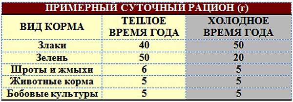 Таблица продуктов, которые обязательно должны входить в меню гамбургских кур