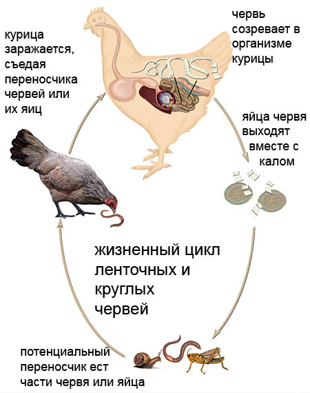 Жизненный цикл паразита