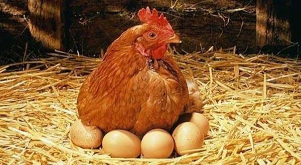Наседка с яйцами