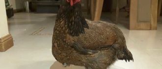 Шея увеличилась в размерах