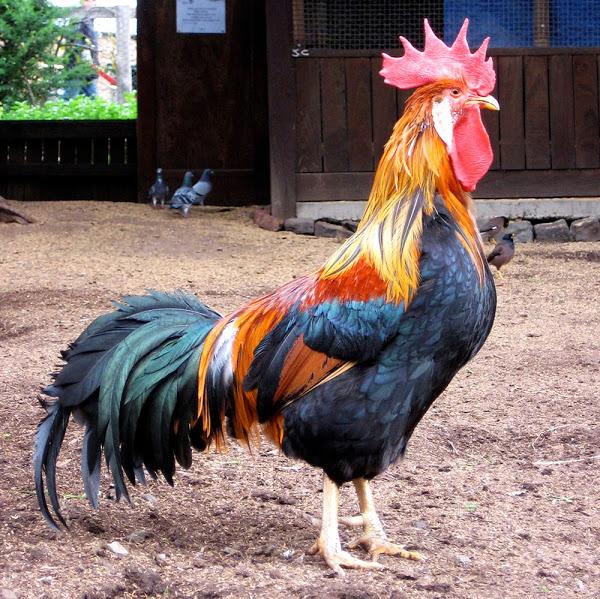 Гордый самец
