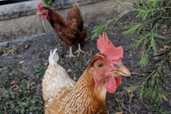 Увидела жука на ветке