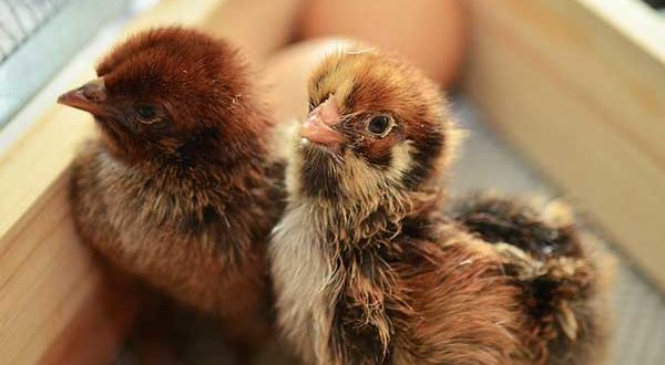Нуждаются в тепле