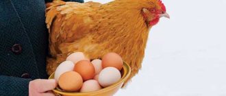И в холода можно получать яички