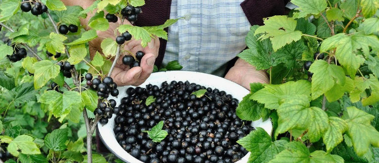 Уход за смородиной: выбор сорта, посадка