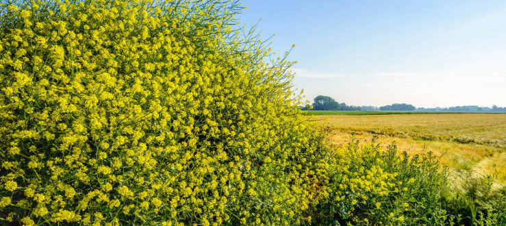 o-chernoy-gorchitse-1