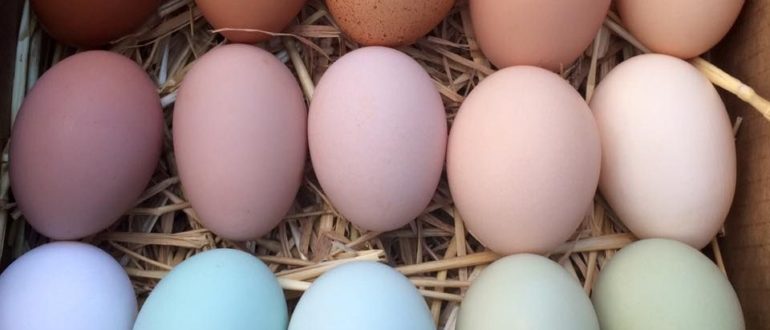 Какие породы кур несут зеленые и голубые яйца
