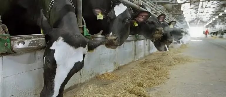 Как добиться наивысшей продуктивности коров? Все дело в инновациях!